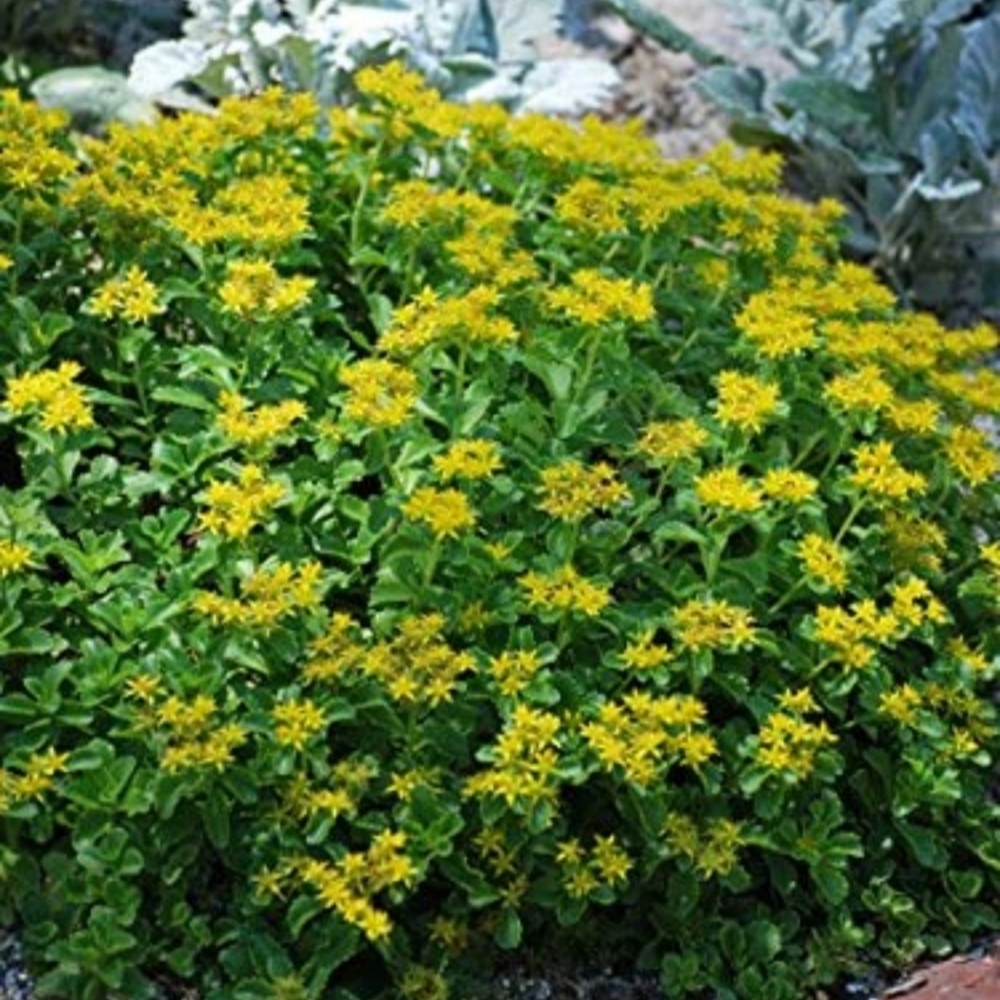 Little Miss Sunshine Groundcover Sedum
15 plants